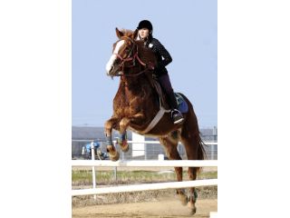 HORSE　RIDERの写真1