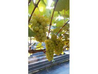 安心院農園/果樹園カフェ歩くようにの写真1