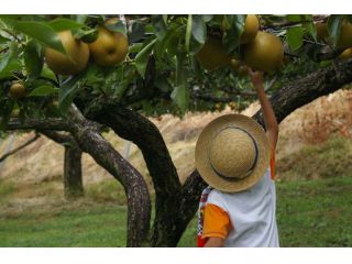 梨狩産直　佐々木農園の写真1