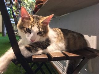 ノルウェイの森の写真1