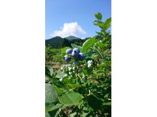 石窯ピザとブルーベリー　ベリージュファームの写真1