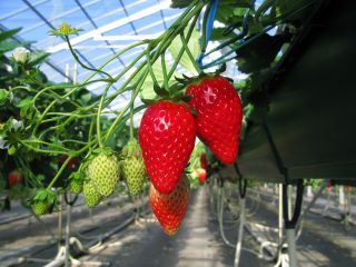 ファームクラブ中里農場の写真1