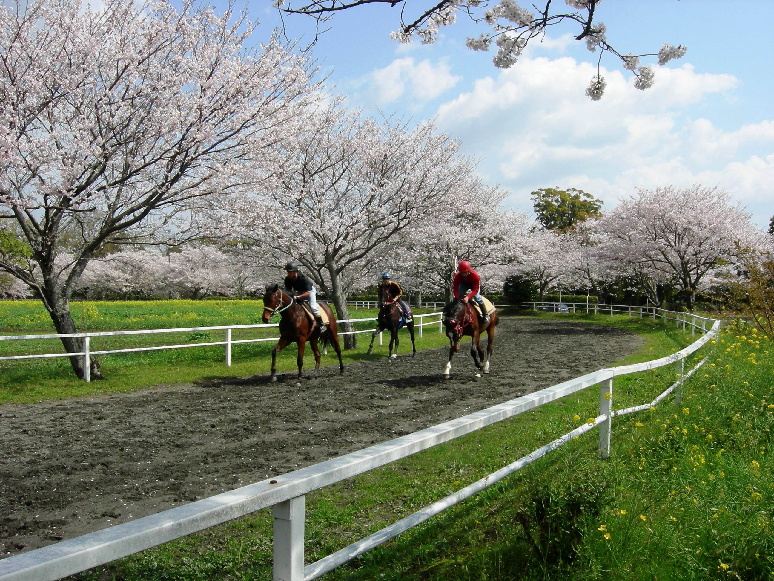綾馬事公苑の写真1