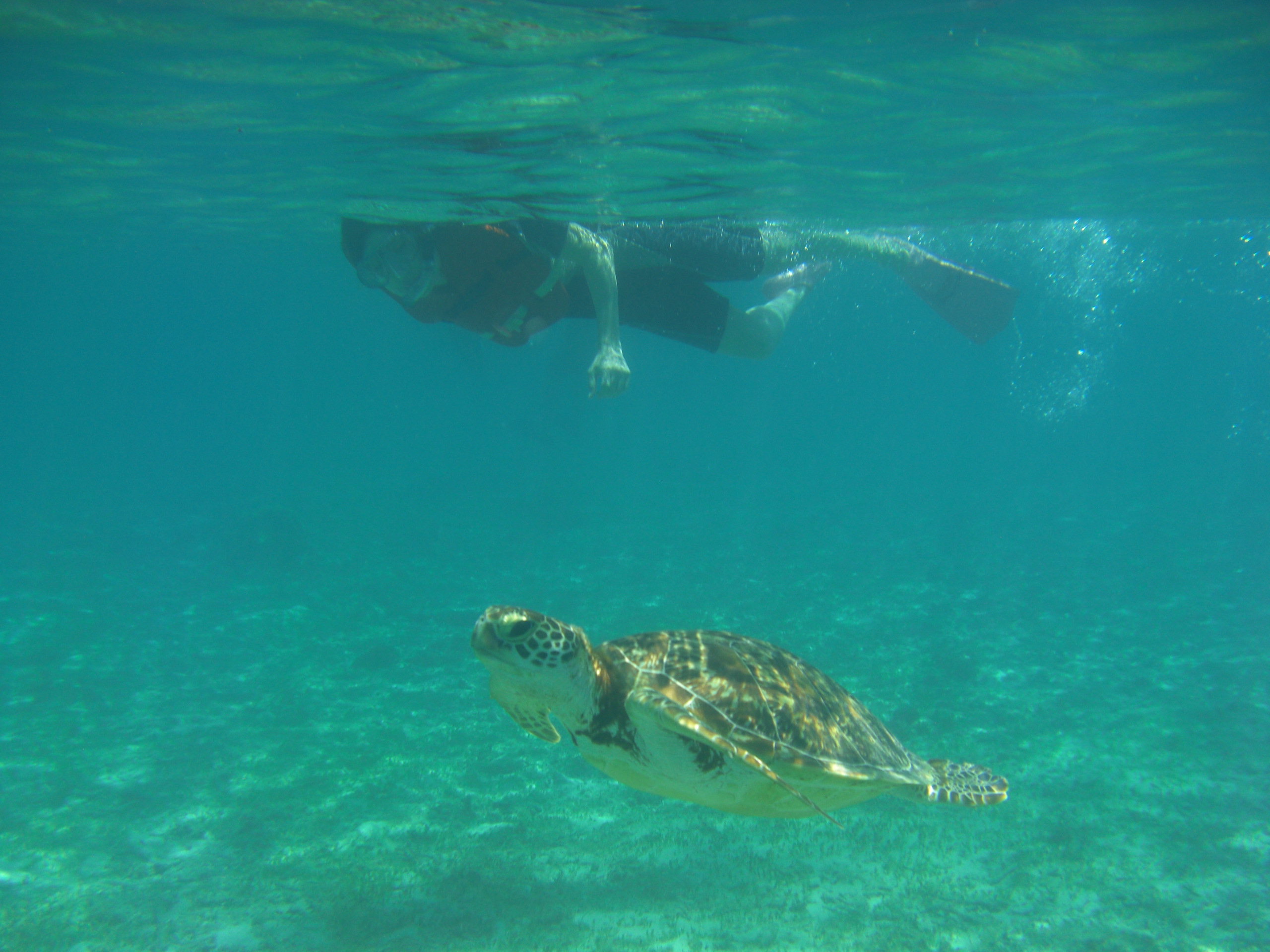 サンゴとヤドカリの写真1