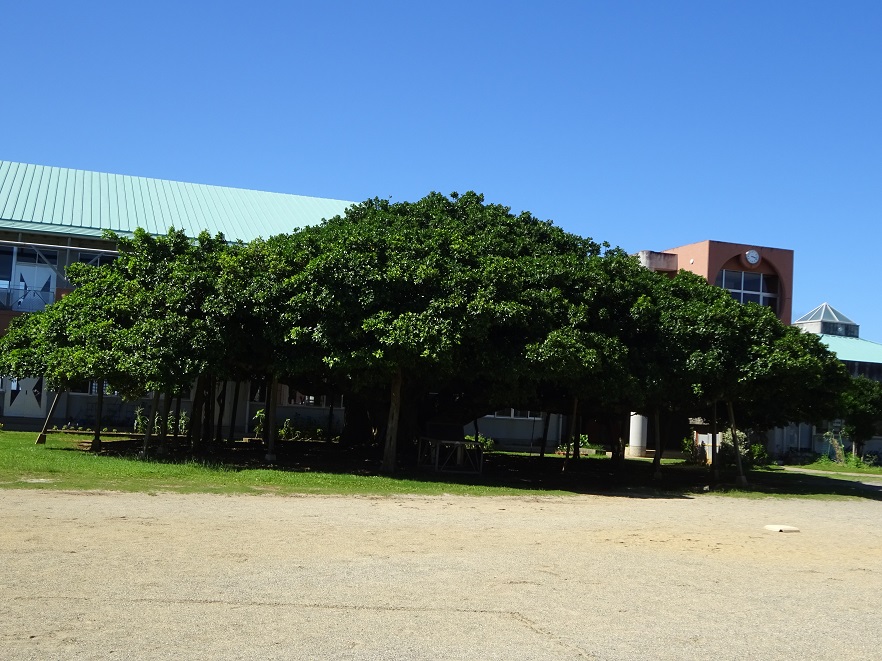 沖永良部島エコツアーネットの写真1