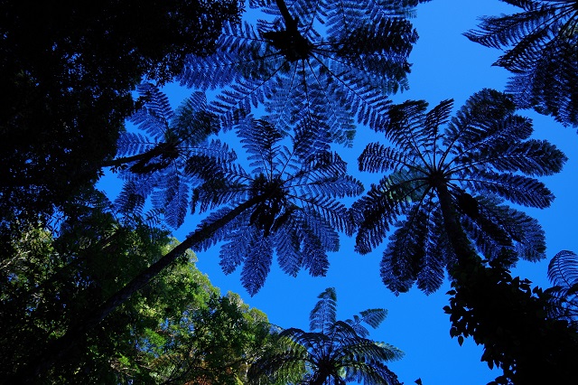 奄美トレックの写真1