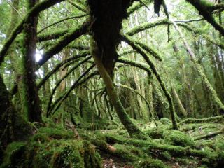 アウトドア屋久島ガイドシステムの写真1