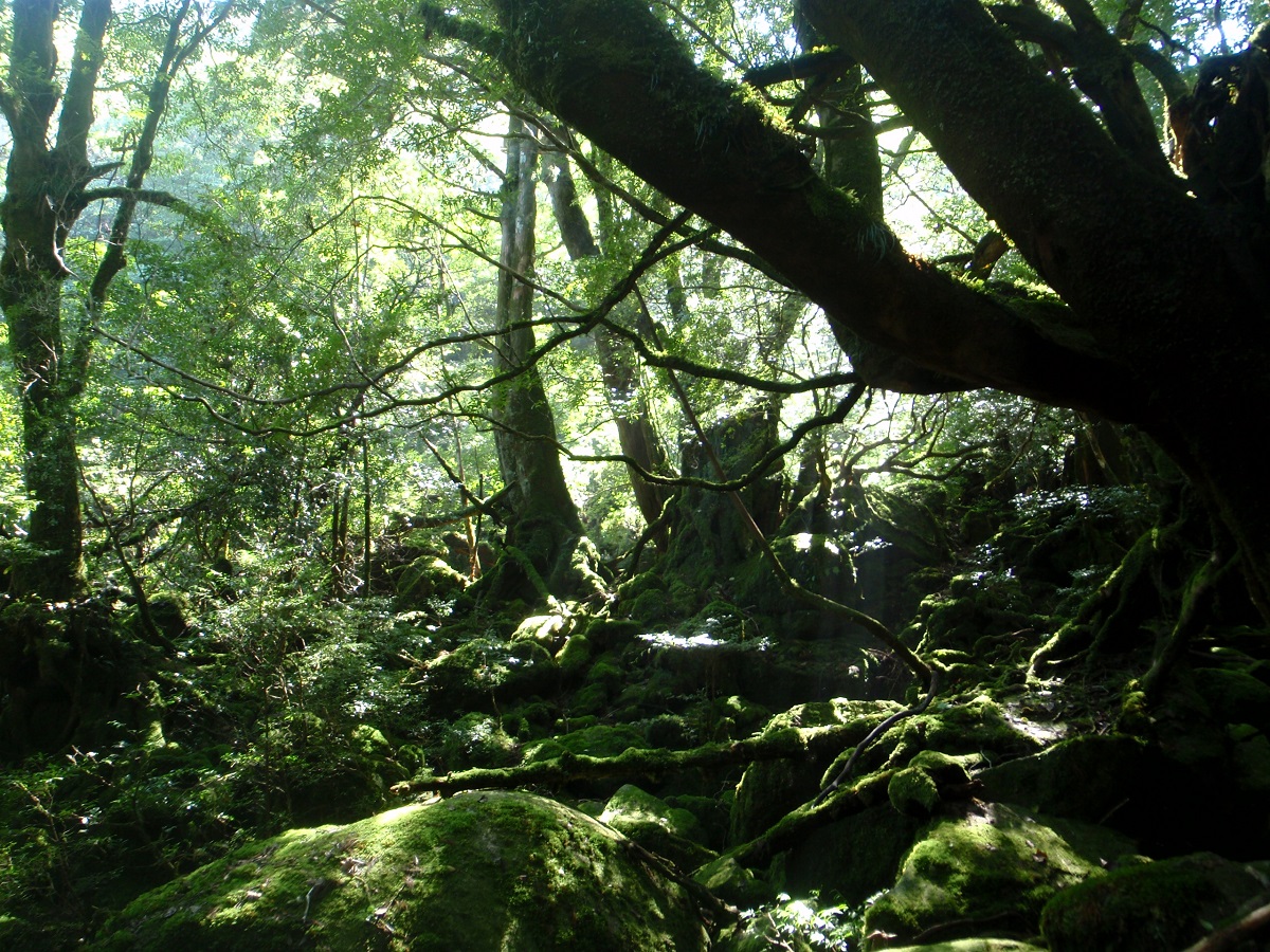 熊さんの屋久島エコ・エコツアーの写真1