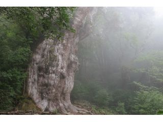 屋久島メッセンジャーの写真1