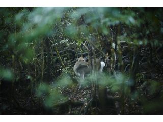 屋久島ツアーガイド旅楽の写真1