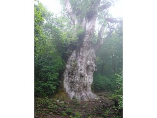 屋久島山歩の写真1