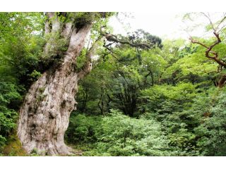 GUIDE　OFFICE　屋久島の写真1