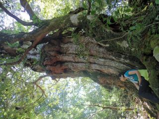 森呼吸〜屋久島森林セラピーガイド〜の写真1