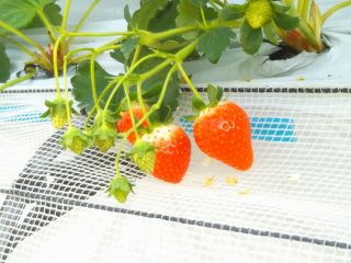 おおぱぱの苺やの写真1