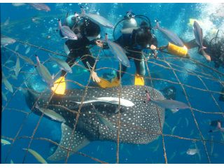 ダイビングサービスあいる・ぷまんどぅの写真1