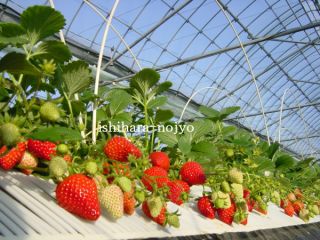 ～太陽と大地の恵み～石原農場8番の写真1