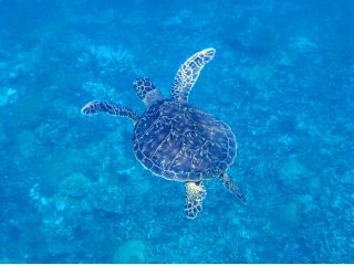 西表インシャーの写真1