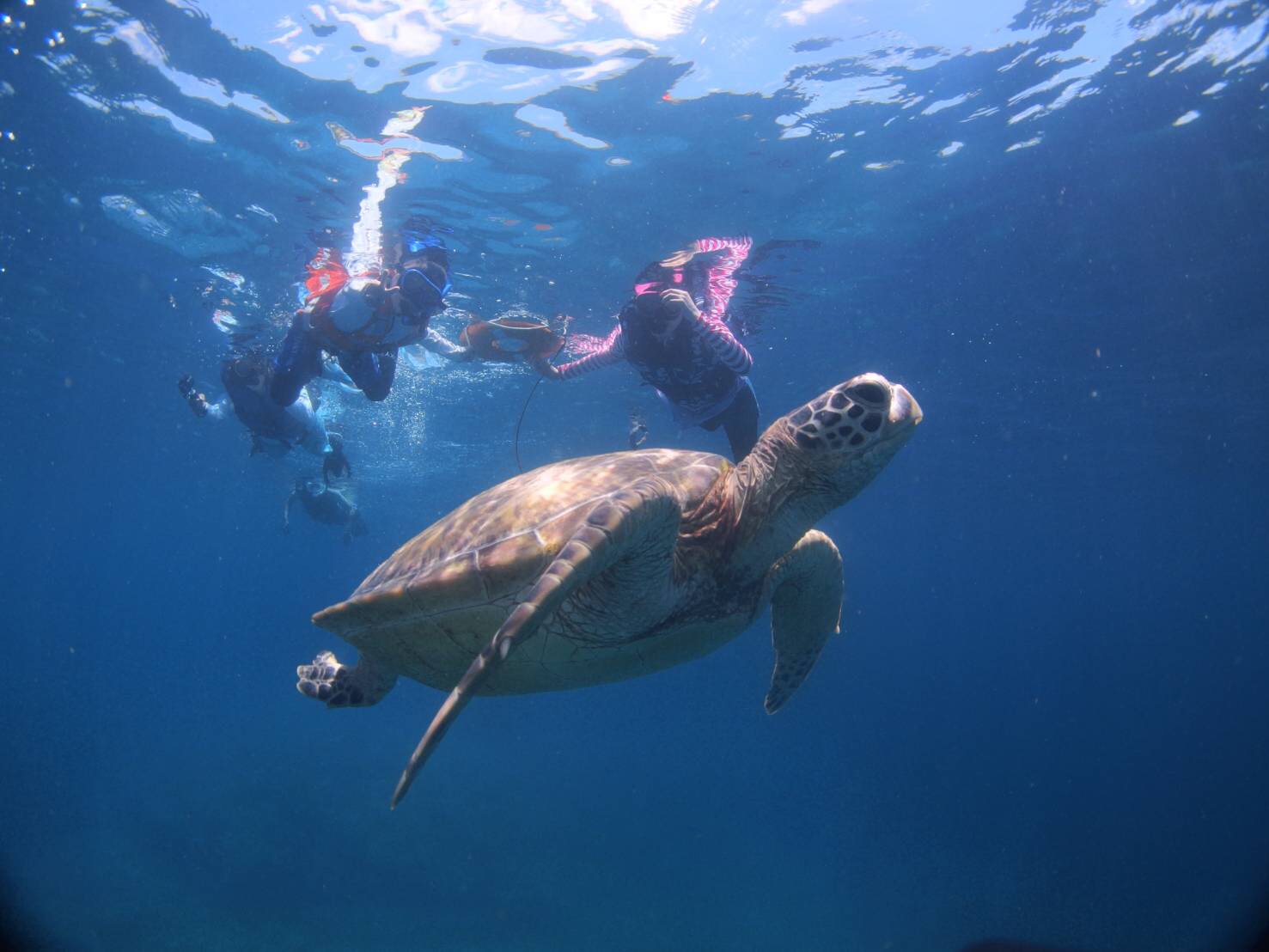 シュノーケルツアー　わ〜らの写真1