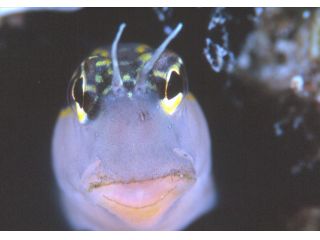 アシビーブルーの写真1