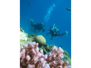 ダイブナッツの写真1