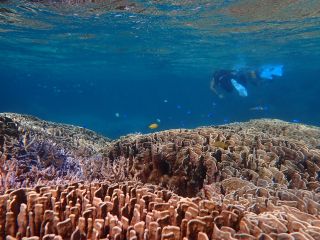 ブルーコーラルの写真1