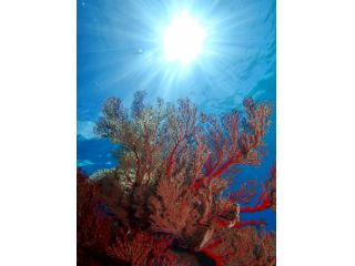 ダイビングショップ　OHANAの写真1