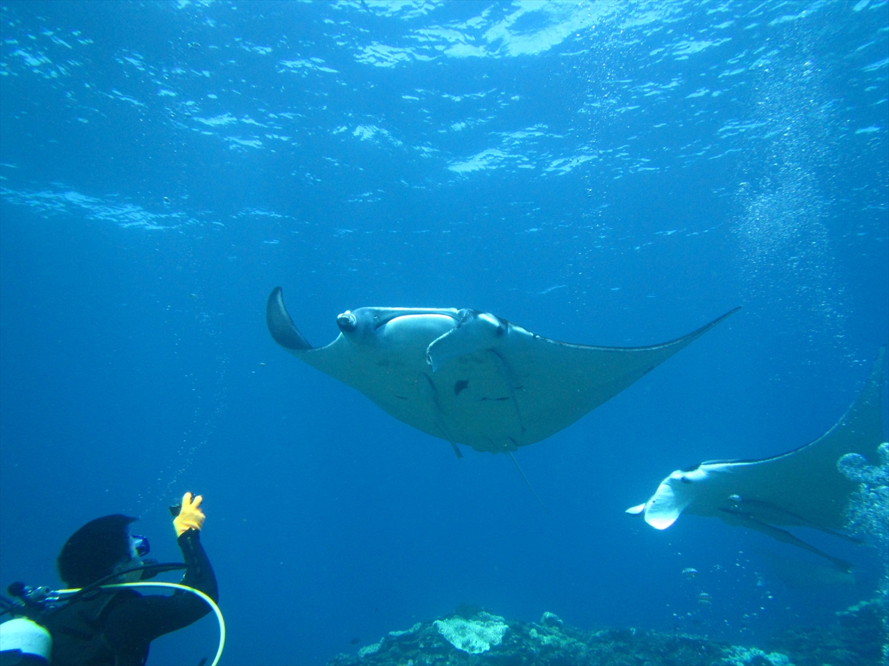 NuNu Adventure Clubの写真1