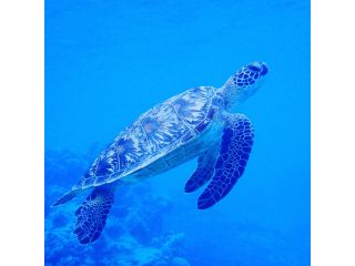 ハーミットクラブの写真1