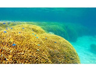 白保観光サービスの写真1