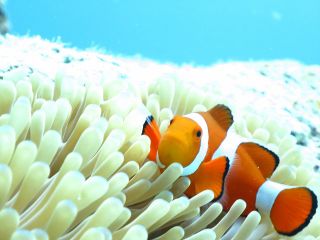 沖縄ダイビングK'sマリンクラブの写真1