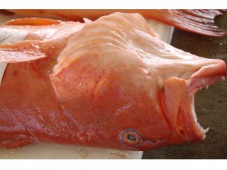 やんばる日和の写真1