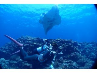 シージャックダイブファミリーの写真1