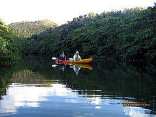 マングローブ・ジャックの写真1