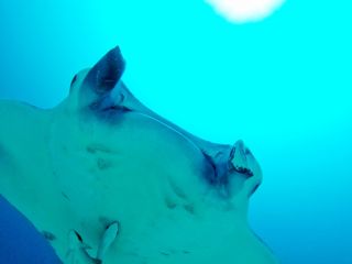 TAKUDIVE石垣島の写真1