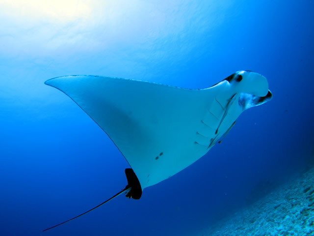 Audrey Diving Serviceの写真1