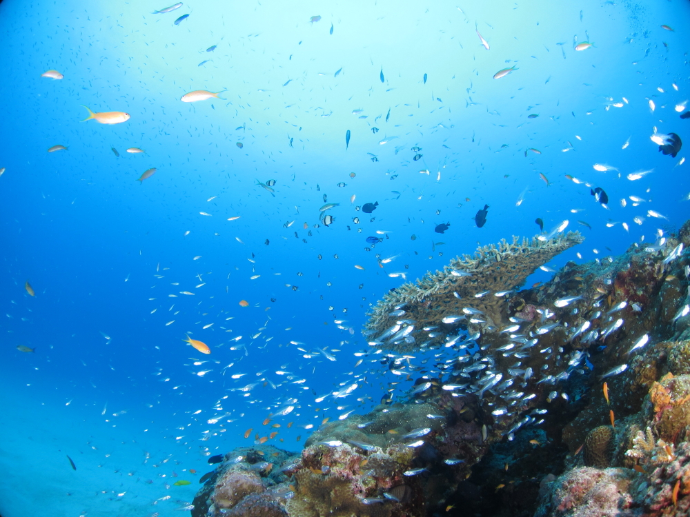 うみてんぐ・ダイビングサービスの写真1