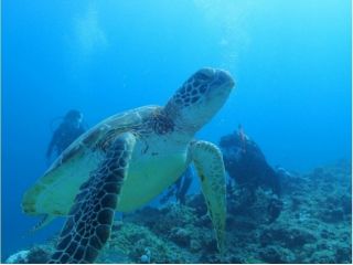 WILD　BLUE　宮古島の写真1