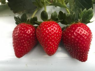 川島いちご園の写真1