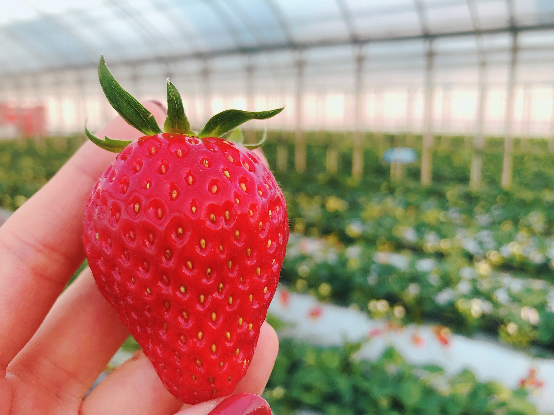 緑川苺園の写真1