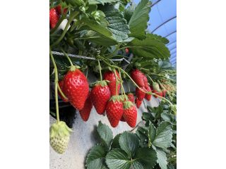 いちごの山内屋の写真1