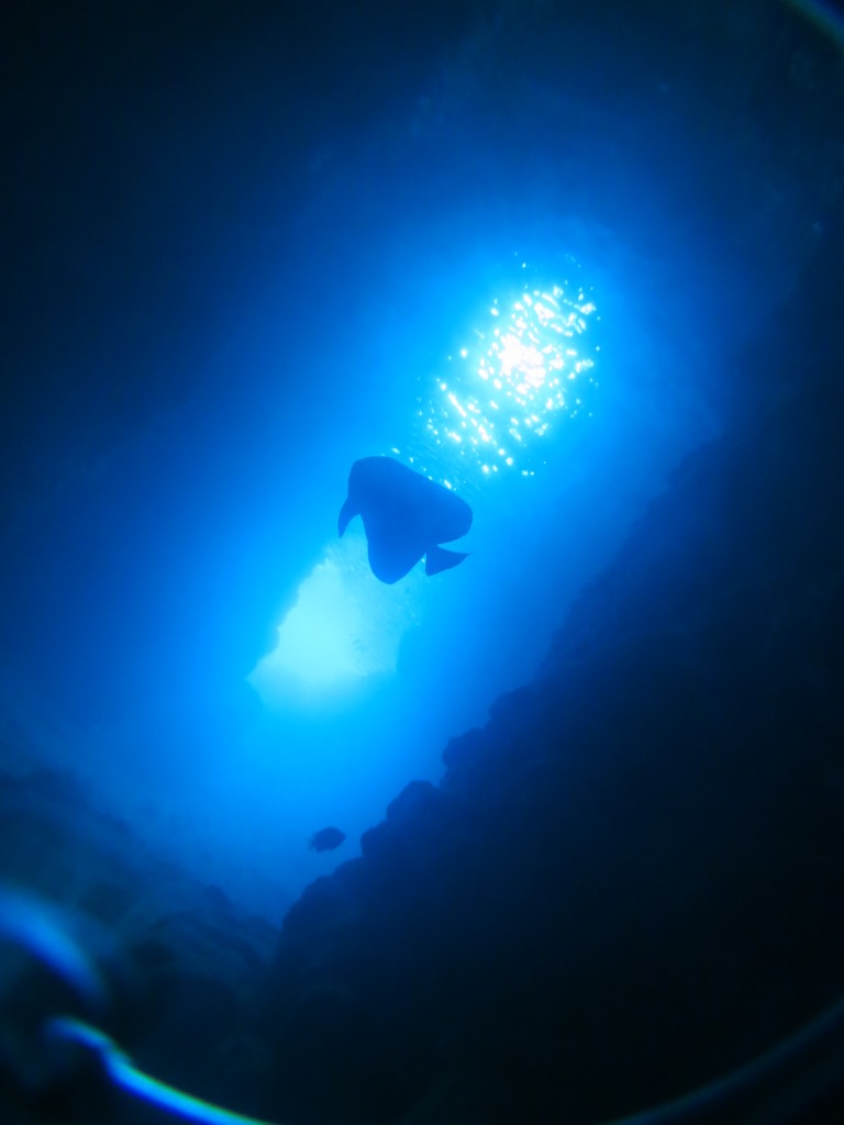 Scuba Diving Salon mardivingの写真1