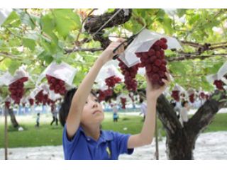 池田観光果樹園の写真1