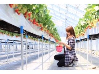 湯沢いちご村の写真1