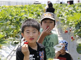 和田観光苺組合の写真1