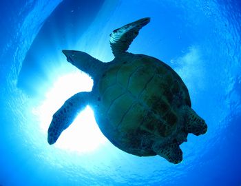 沖縄ダイビングサービス潜水屋の写真1