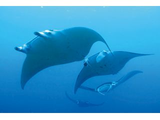 シーウォーターダイビングサービスの写真1