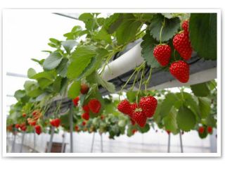 箸荷いちご・ブルーベリー園の写真1