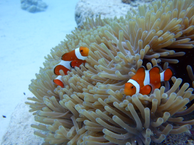 ダイビングショップ　アリオギネの写真1