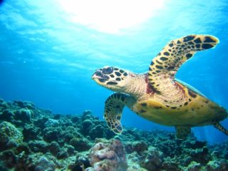 バグース　ダイビングセンターの写真1