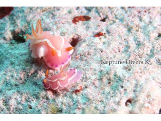 ネプチューン・ダイバーズの写真1